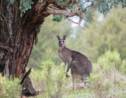 Australie : la vidéo d'un kangourou attaquant un homme devient virale