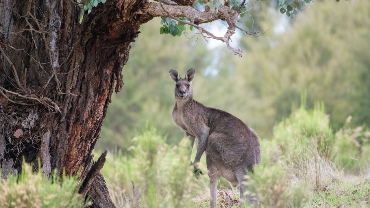 Australie : la vidéo d'un kangourou attaquant un homme devient virale