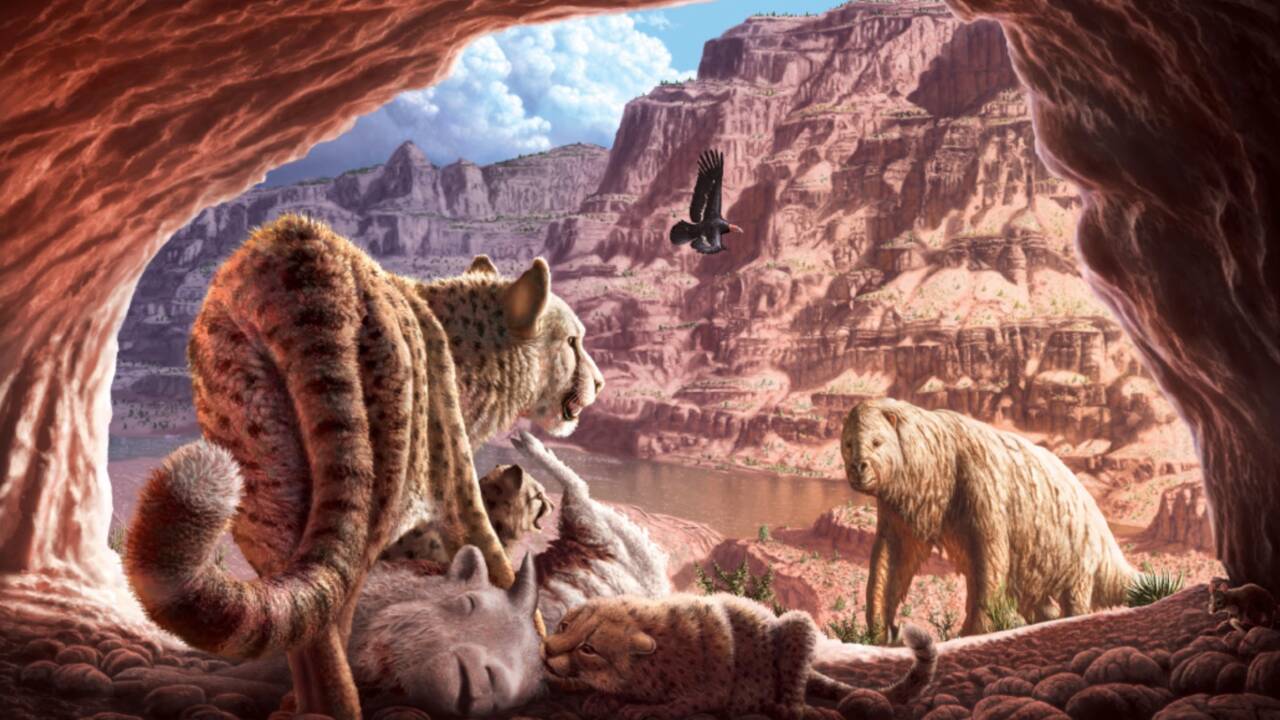 Etats-Unis : deux guépards, vieux de 2000 ans, ont été retrouvés dans le Grand Canyon