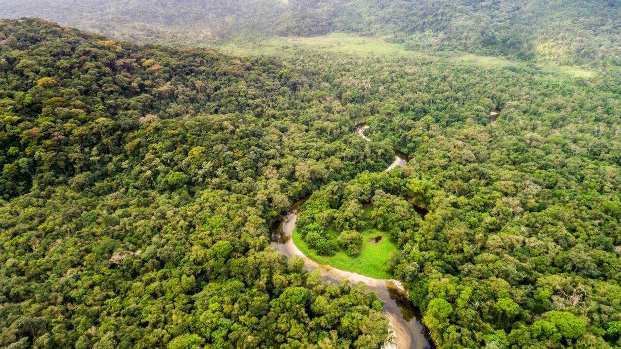 En Amazonie, des chercheurs ont découvert les vestiges d'une civilisation disparue il y a près de 1 500 ans