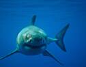 Le mégalodon, carnassier marin géant, pourrait avoir disparu au profit du grand requin blanc