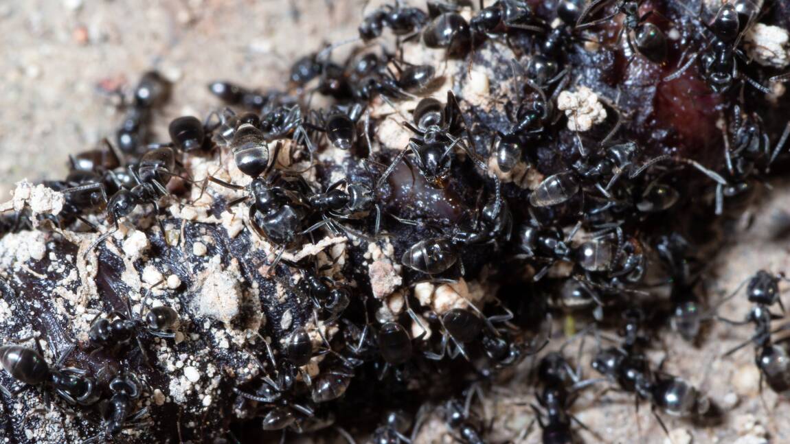 Invasion de fourmis à Saumur : qui est la Tapinoma Magnum ?