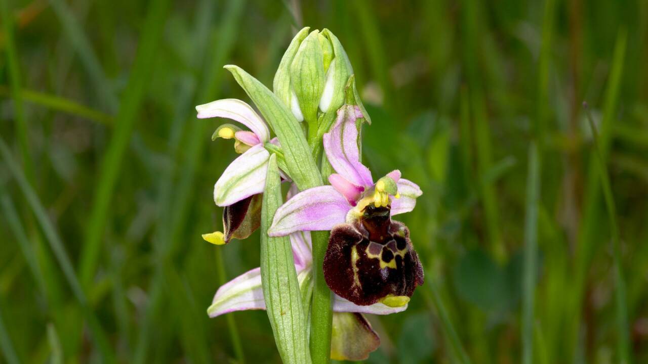 Mafia des fleurs : Des voleurs d'orchidées mettent en péril des espèces menacées en Angleterre