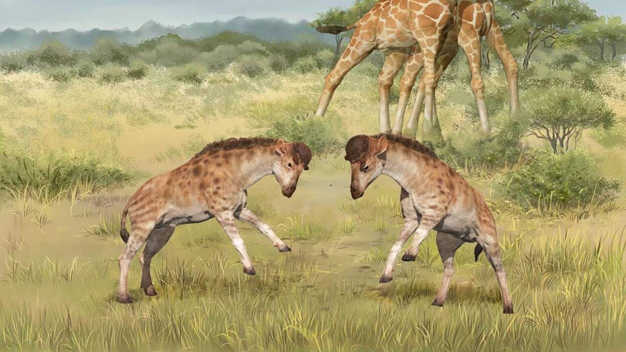 Des fossiles exhumés en Chine éclairent l'évolution du cou de la girafe 