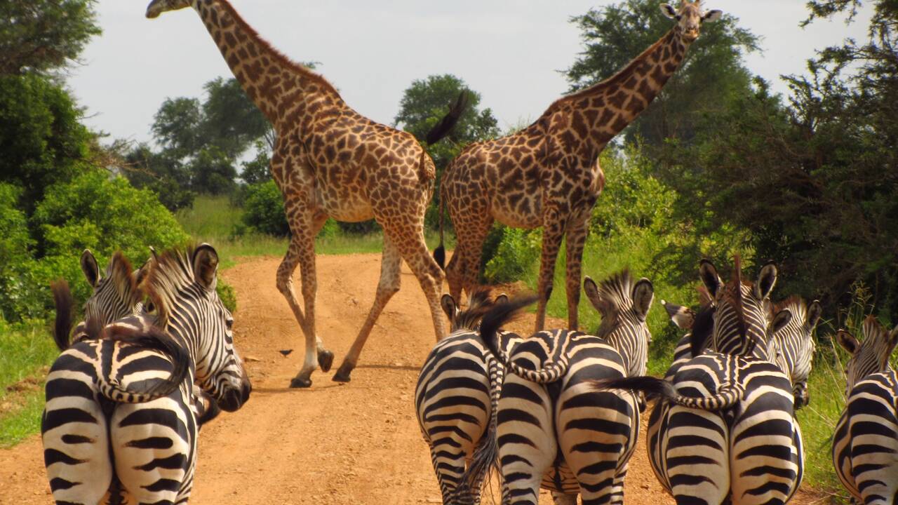 La Tanzanie autorise à nouveau l'exportation d'animaux sauvages