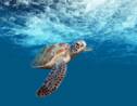 Miami : Une tortue enceinte sauvée après une attaque de requin 