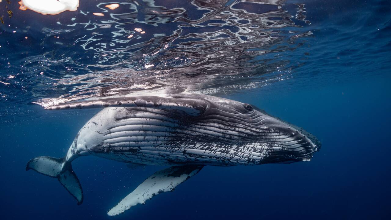 Australie : l'impressionnante vidéo d'une baleine à bosse dévorée par des dizaines de requins