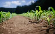 Do cultivated plants (already) have the secret to adapting to climate change?