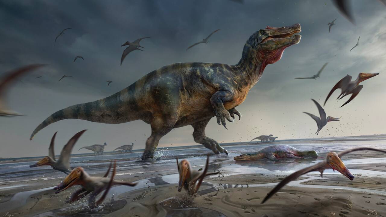 Le "plus grand dinosaure prédateur" d’Europe a été découvert sur l'île de Wight au Royaume-Uni