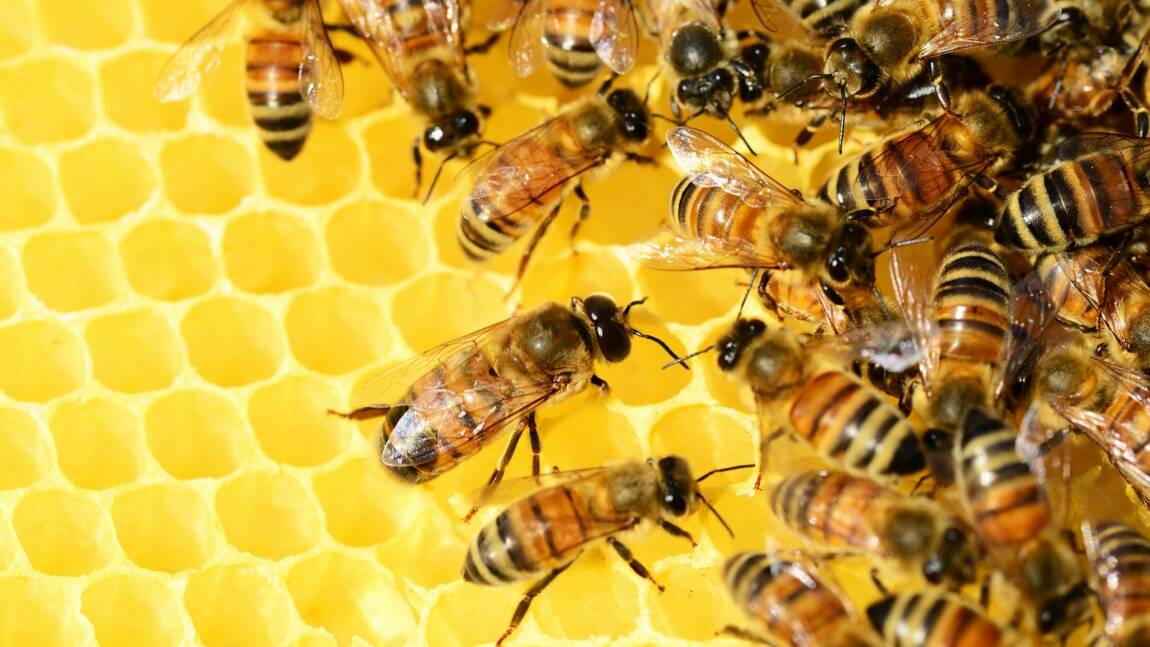 Les abeilles souffrent du changement climatique, avertissent les apiculteurs français