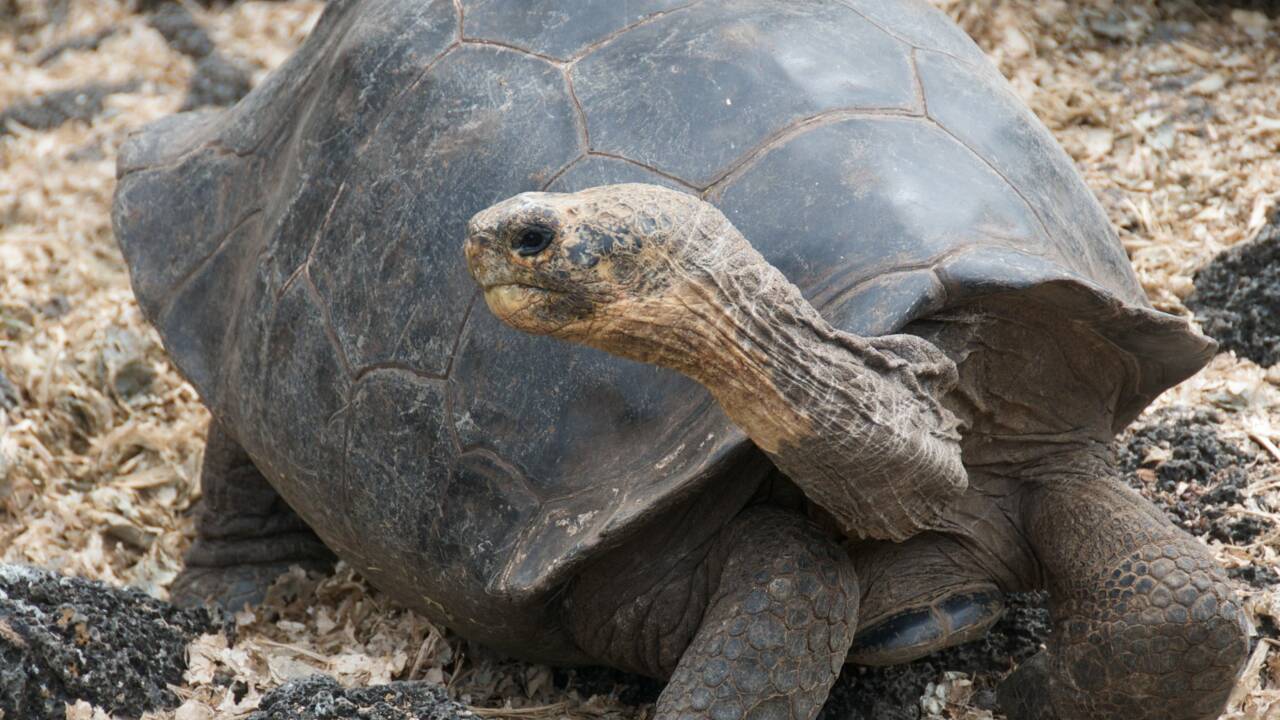 Une espèce de tortue que l'on pensait disparue il y a 100 ans redécouverte aux Galapagos