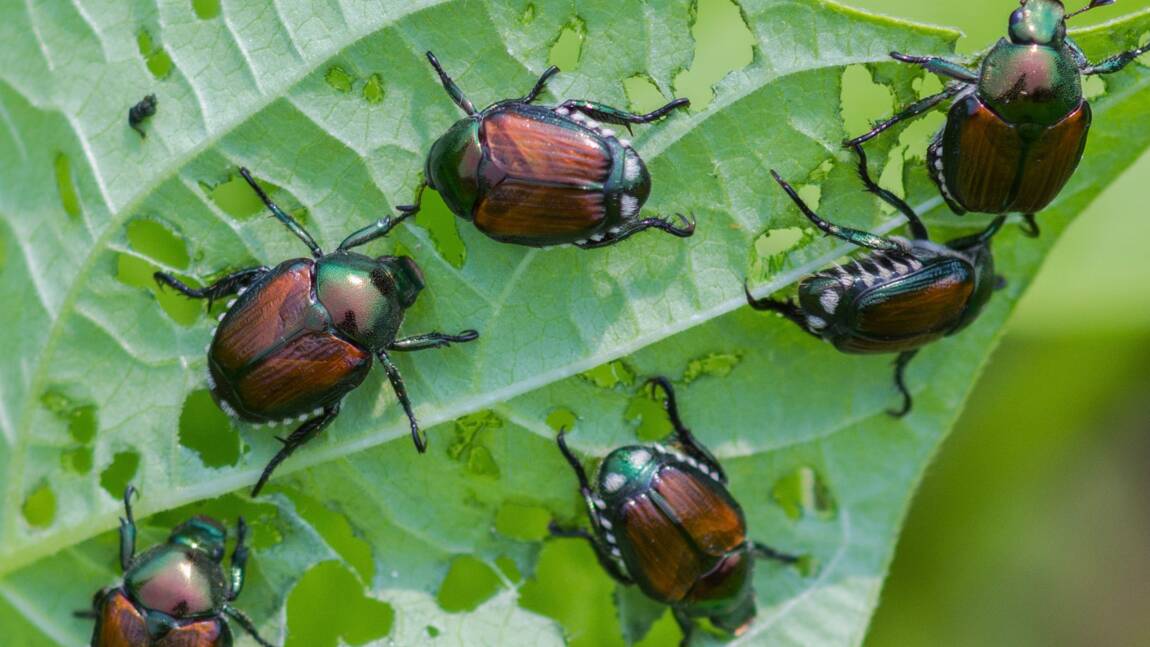 Qui est le scarabée japonais, cet insecte redouté qui pourrait s’introduire en France ?