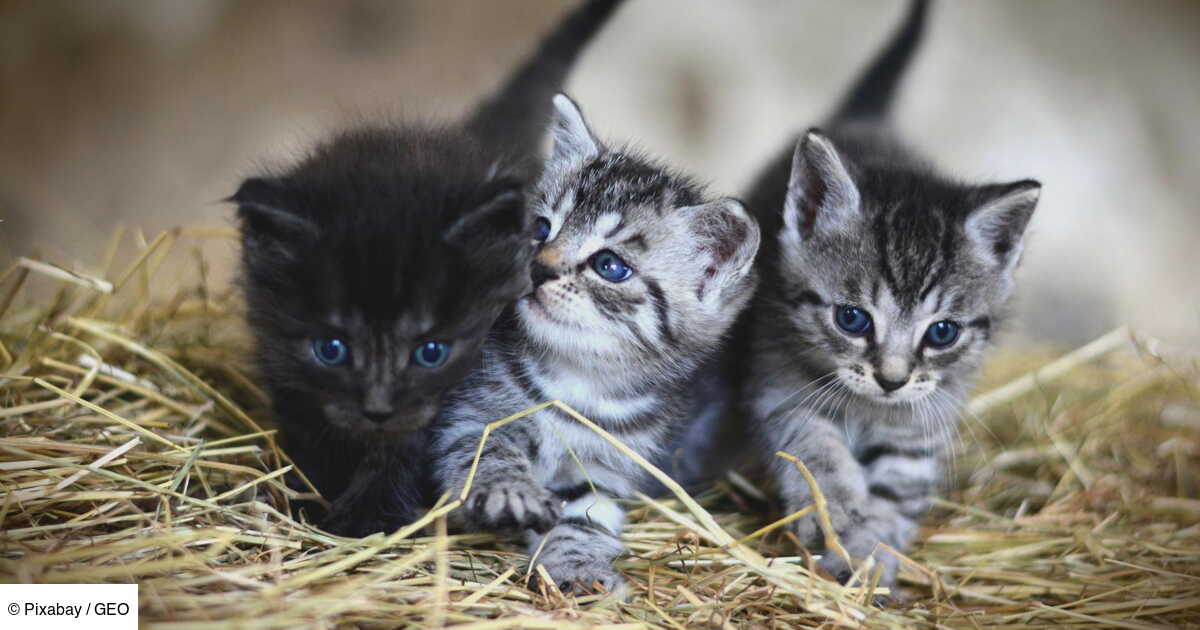 La Video D Un Homme Venant En Aide A Un Chaton Mais Pas Seulement Devient Virale Geo Fr