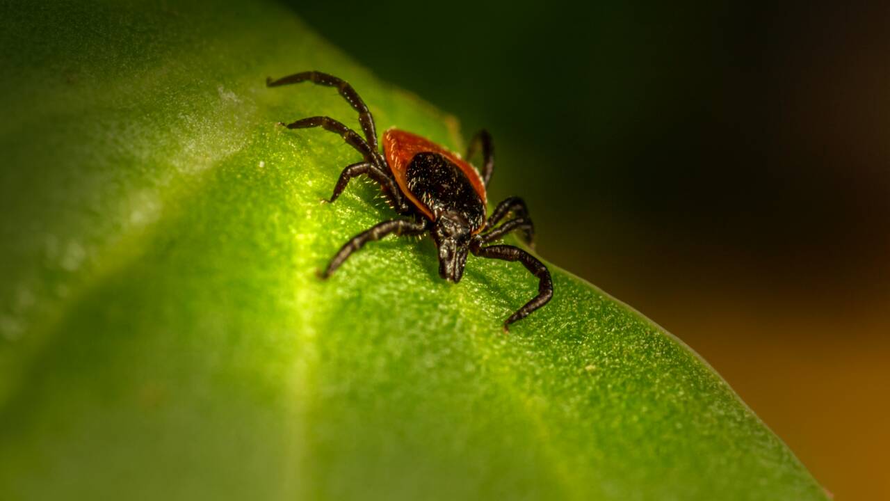 La maladie de Lyme a déjà touché plus de 14% de la population mondiale, révèle une analyse