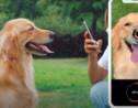 L’application "Petnow" permet d’identifier les chiens grâce à leur truffe