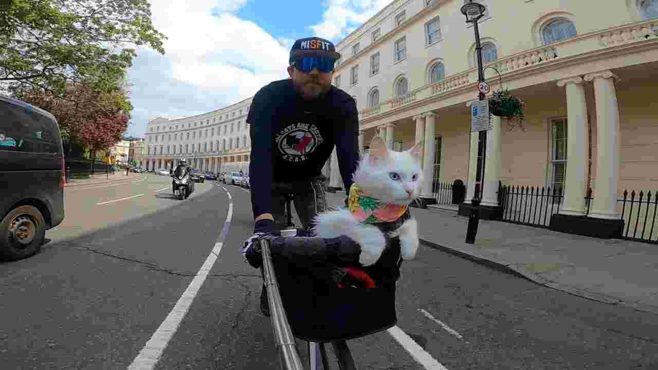 Cette chatte parcourt les rues de Londres à vélo tous les jours avec son maître !