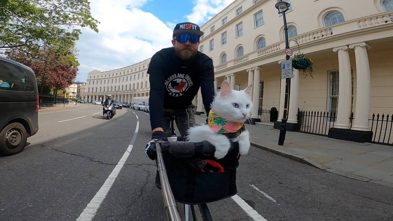 Ce chat accompagne son maître partout à vélo dans les rues de Londres !