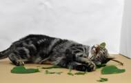 Cats driven “crazy” by catnip: a possible explanation put forward by researchers