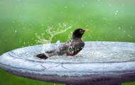 This simple little gesture to help birds during heat waves