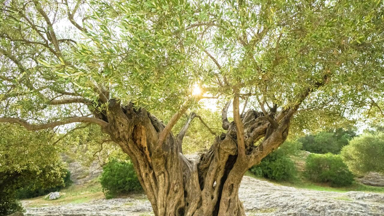 L'olivier serait le premier arbre fruitier à avoir été domestiqué par l'Homme, il y a 7000 ans
