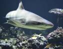  Selon une étude, les requins n'évitent pas les villes, au contraire...