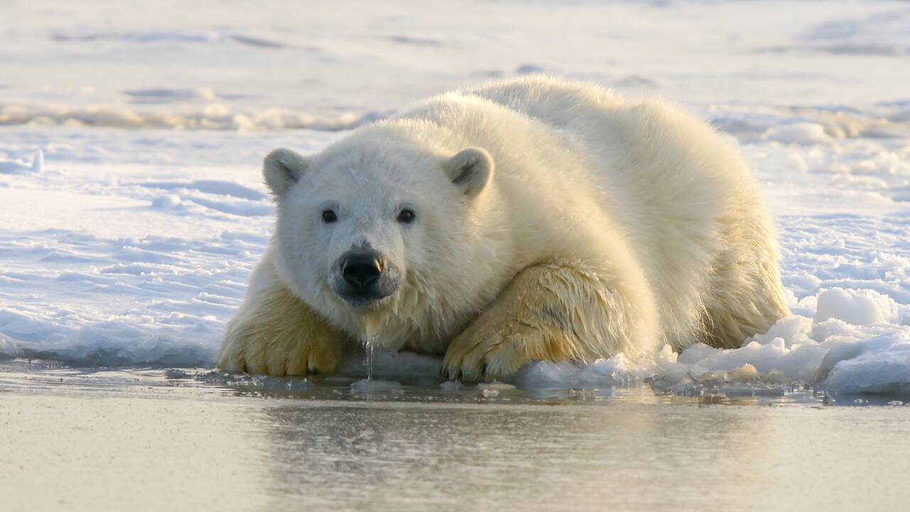 Découverte d'une nouvelle population d'ours polaires au Groenland, capable de survivre hors de la banquise