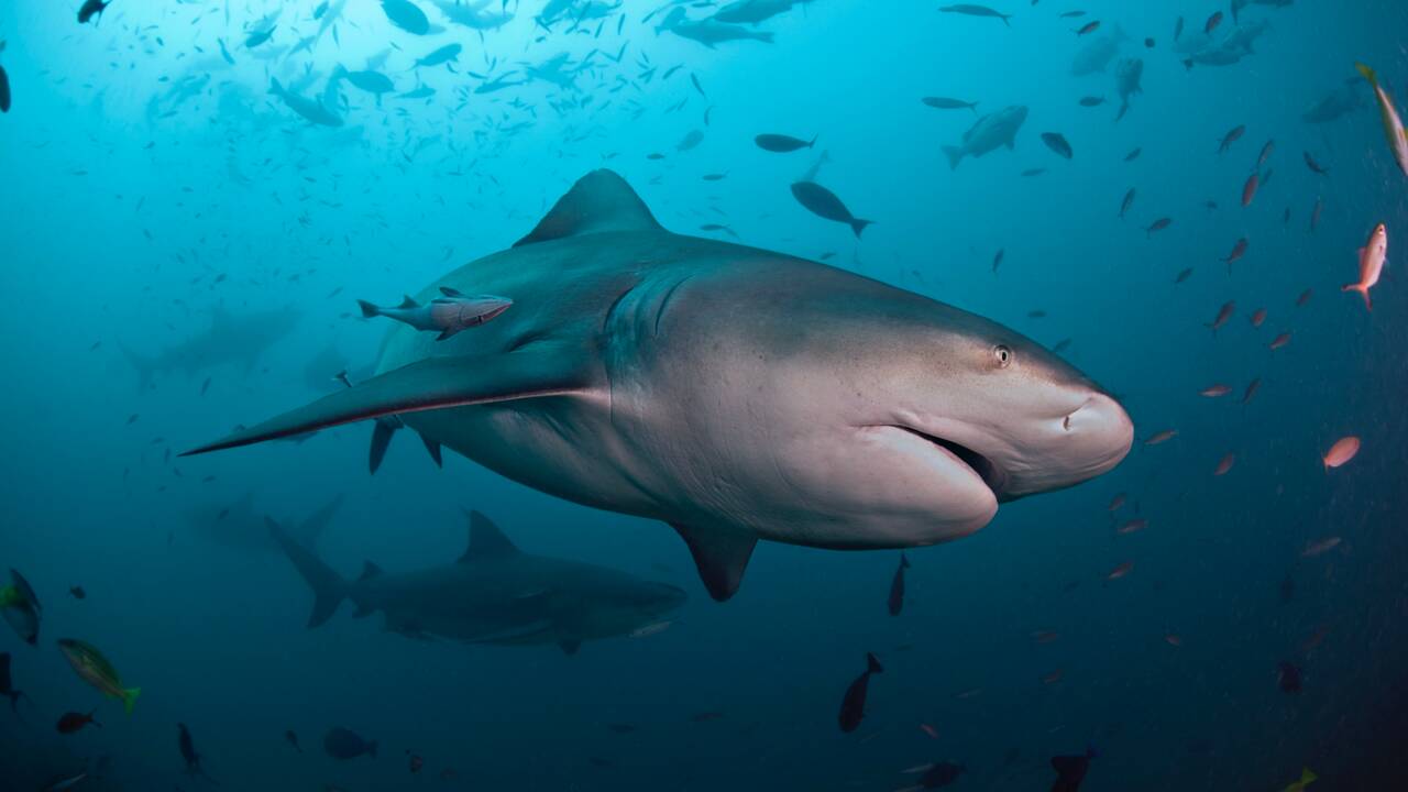 Les 5 infos à connaître sur le requin-taureau