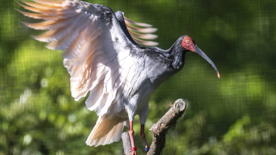 Le toki, ibis nippon en danger d'extinction, renaît de ses cendres au Japon