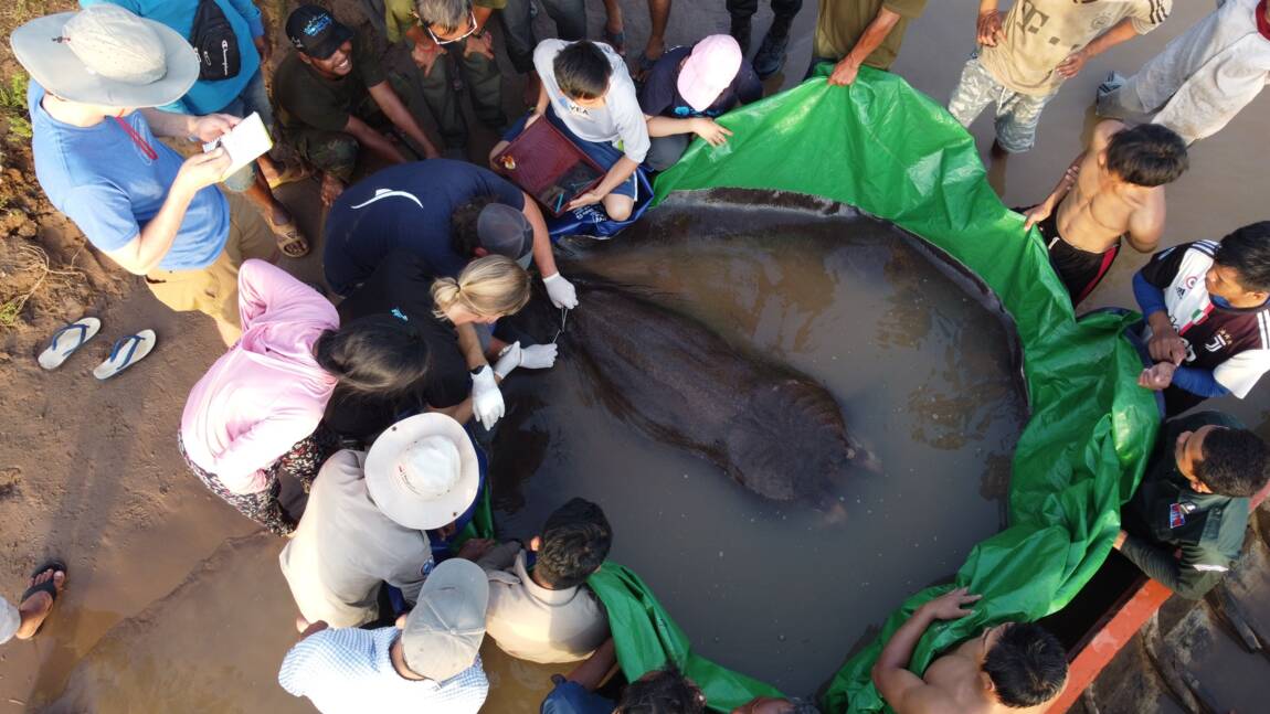 Le plus gros poisson d'eau douce répertorié dans le monde, capturé par un pêcheur au Cambodge