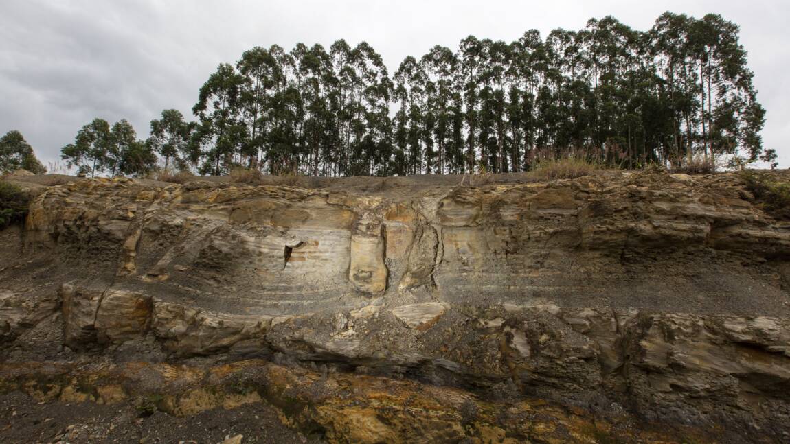 Des fossiles d'une forêt de 290 millions d'années mis au jour au Brésil