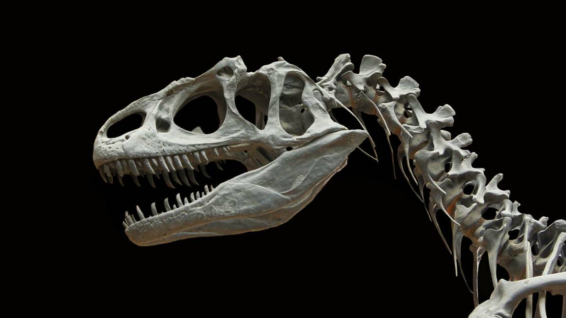 Un nouveau dinosaure carnivore découvert dans le désert du Sahara