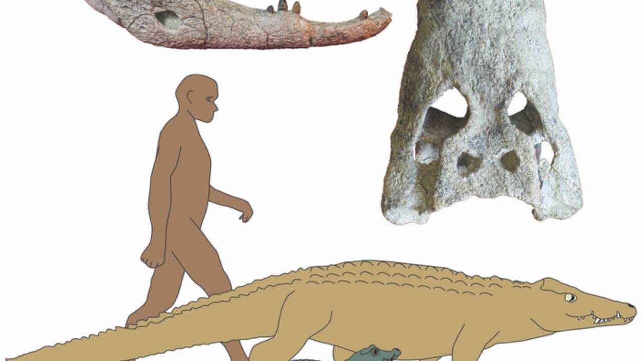 Au Kenya, des fossiles révèlent l'existence de deux espèces géantes de crocodiles nains 