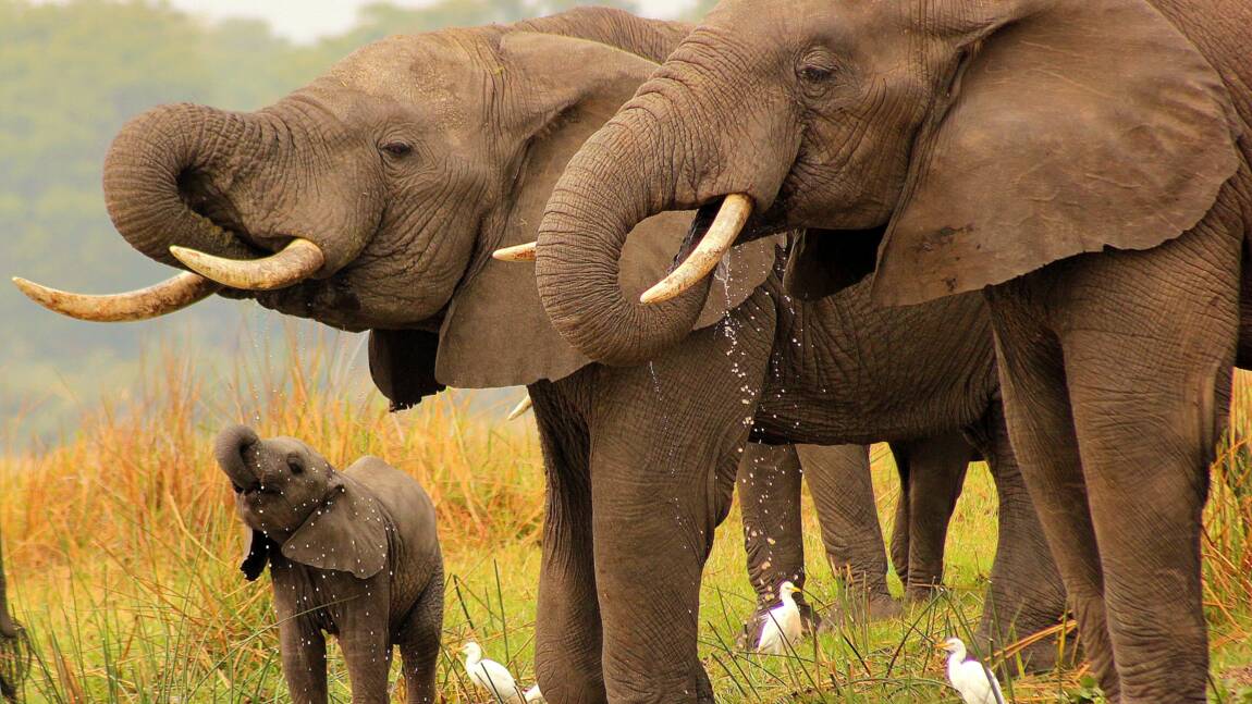  Transfert de 250 éléphants vers un parc Malawi où l'espèce avait quasiment disparu