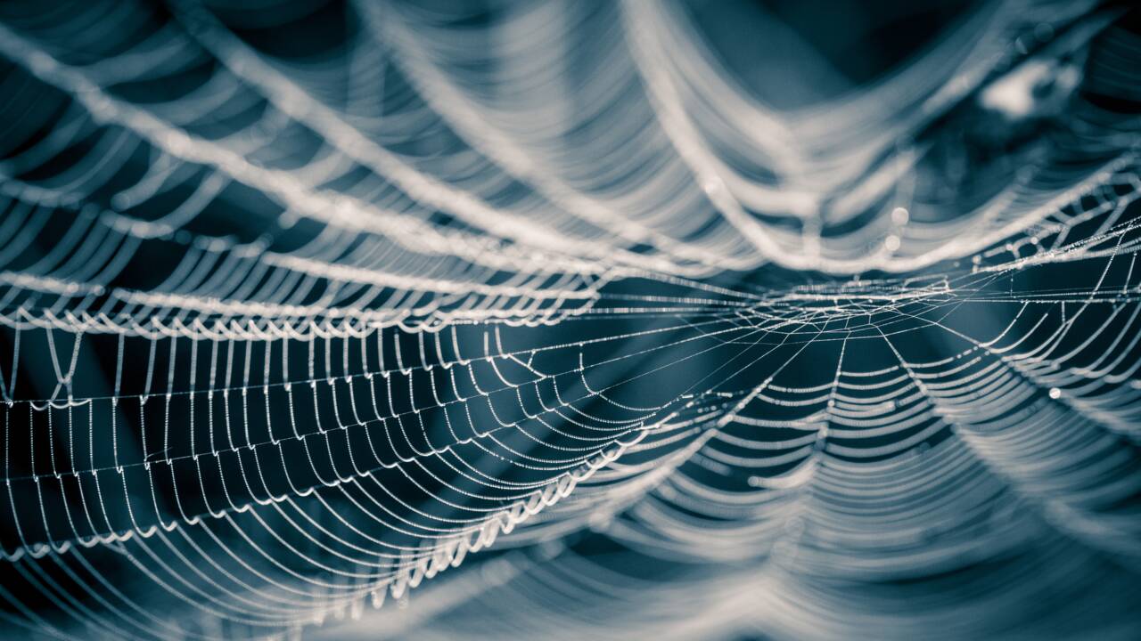 Comment les toiles d'araignées permettent d'étudier le microplastique