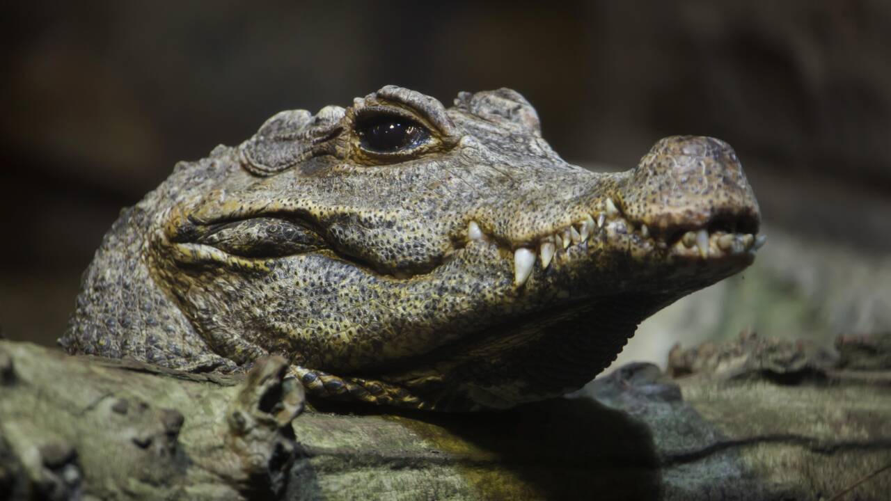 Au Kenya, des fossiles révèlent l'existence de deux espèces géantes de crocodiles nains 