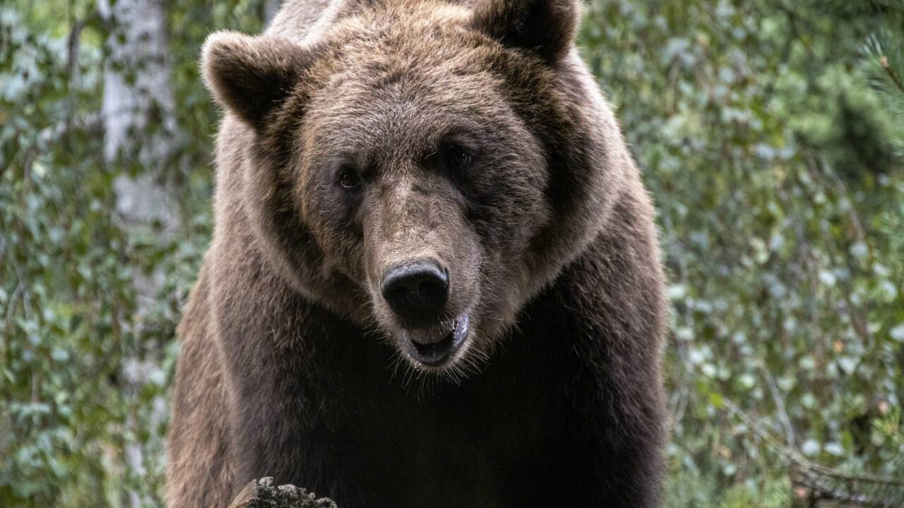 Un jeune ours retrouvé mort dans les Pyrénées, l'intervention humaine exclue