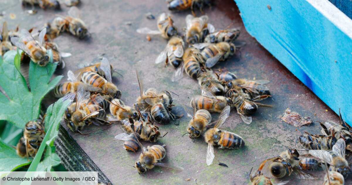 Les abeilles se donnent la mort lors des vagues de chaleur