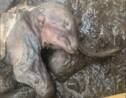 Les restes momifiés d'un bébé mammouth laineux découverts au Canada