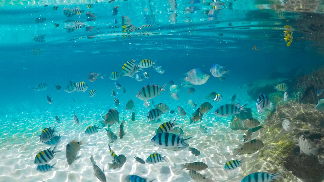 Vietnam : un haut lieu de la plongée sous-marine fermé pour protéger le corail