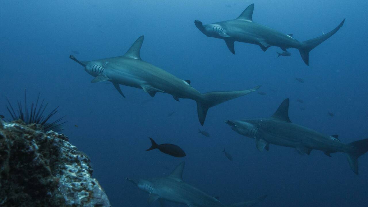 Le commerce d'ailerons de requins bientôt mieux réglementé ?