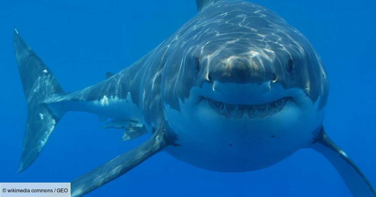 Californie : un homme survit à l'attaque d'un des plus grands requins blancs du monde