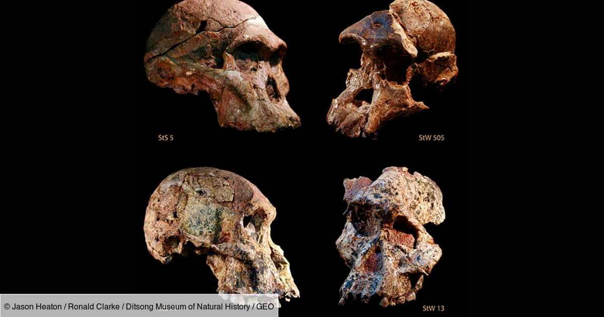 L'australopithèque "Madame Ples", cousine sud-africaine de Lucy, est plus vieille qu'on ne pensait