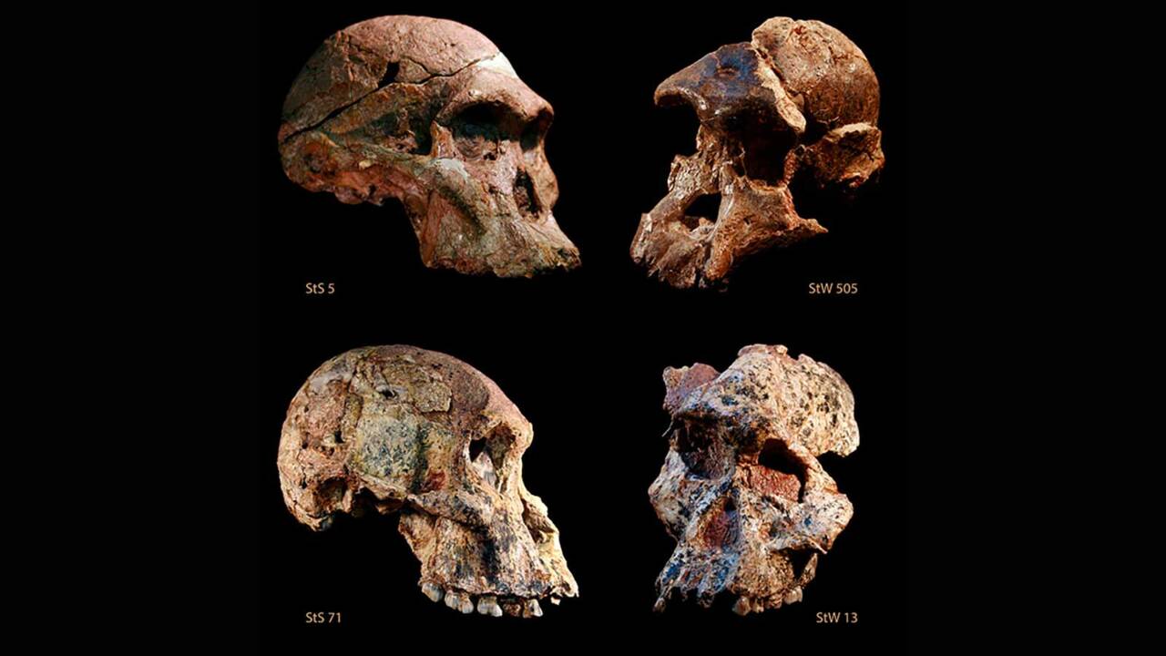L'australopithèque "Madame Ples", cousine sud-africaine de Lucy, est plus vieille qu'on ne pensait