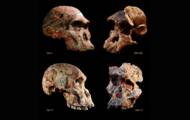 Australopithecus 'Madame Ples', prima sudafricana de Lucy, es mayor de lo que pensábamos