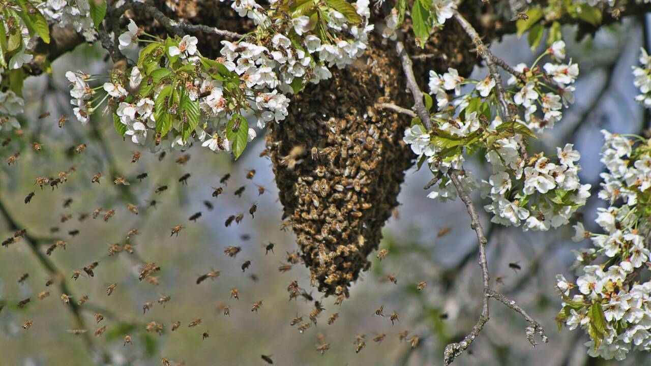 En Australie, des abeilles confinées à cause d’un parasite mortel 