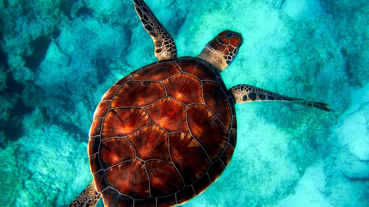 Tout ce que vous devez savoir sur la tortue de mer