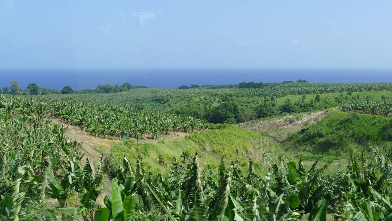 Pollution au pesticide chlordécone aux Antilles : la justice reconnaît des "négligences fautives" de l'Etat