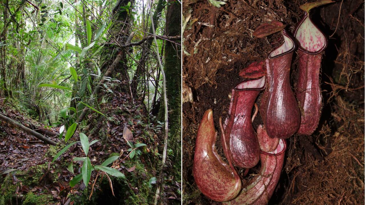 Une étrange plante carnivore qui piège ses proies sous terre, découverte à Bornéo