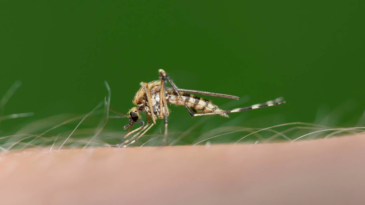 Comment certains virus rendent l'odeur corporelle appétissante pour les moustiques