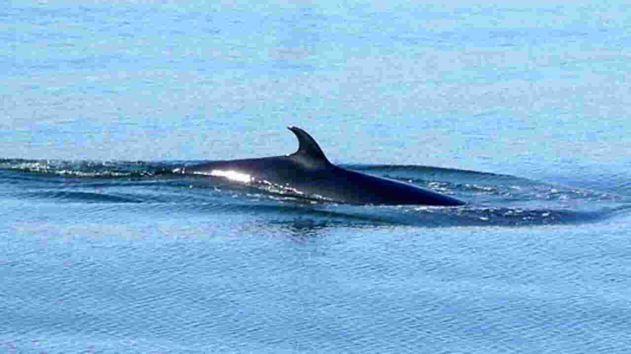 Une nouvelle baleine observée dans la Seine Geo.fr